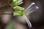 Cutleaf toothwort